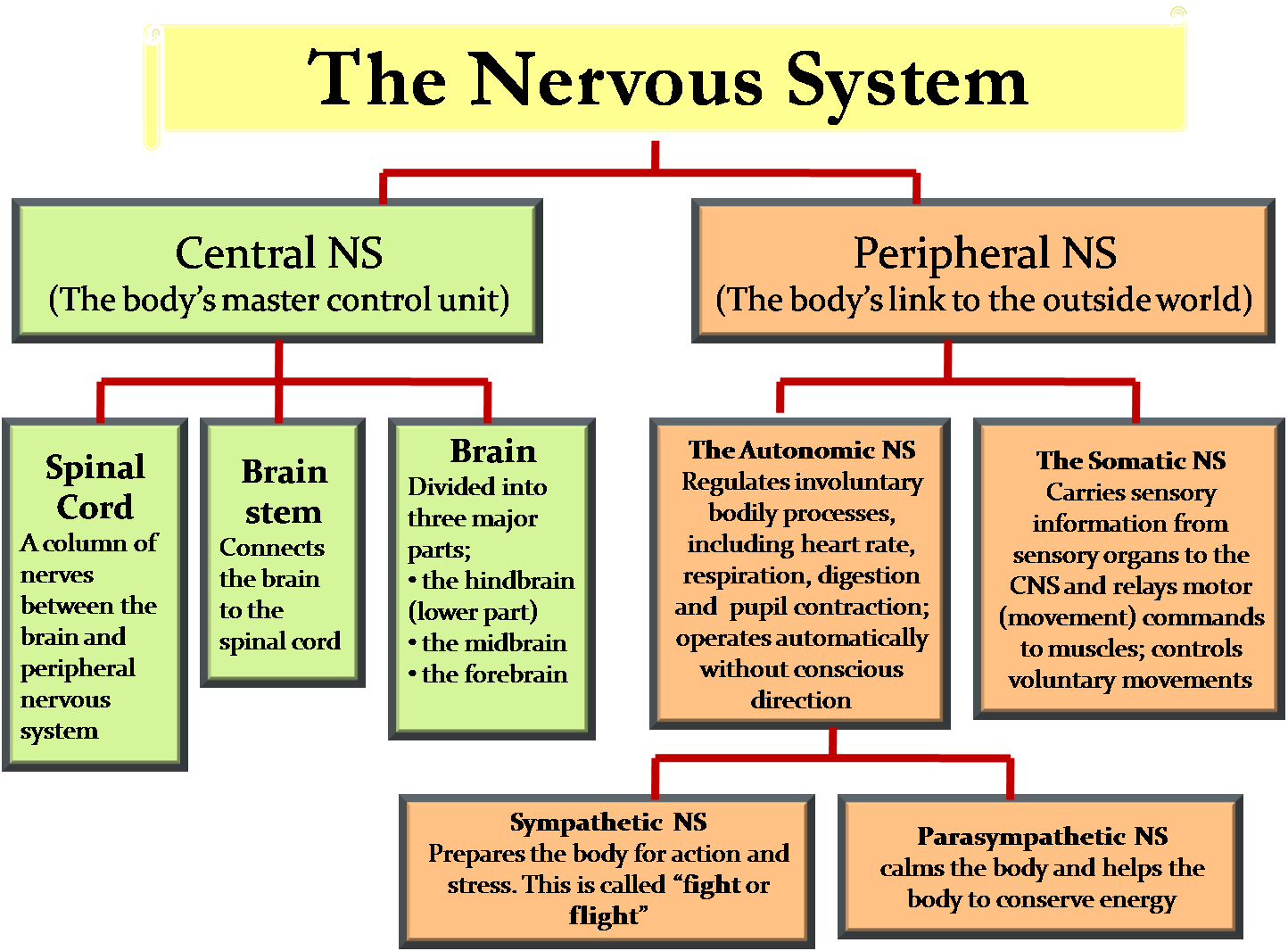 nervous system nervous system